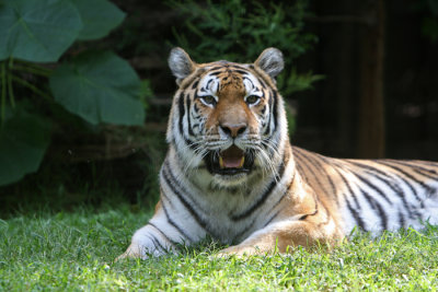 tiger prone.jpg