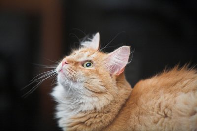 Rusty watching a moth