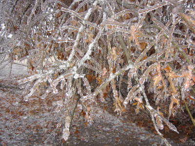 Frozen Branch 2