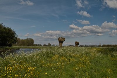 Pollard willow, cow parsley and buttercup