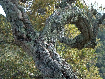 Cork oak