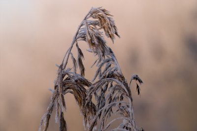 A little frosty