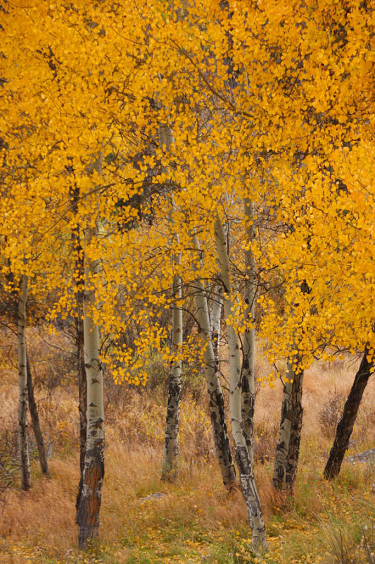 ICR2011_RMNP9958_GOLDASPENS1PB.jpg