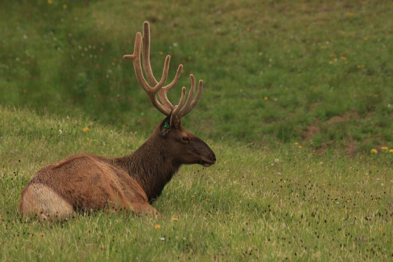 ICR2012_RMNP8138_ELKGRAS8138PB.jpg