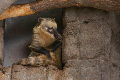 COATI