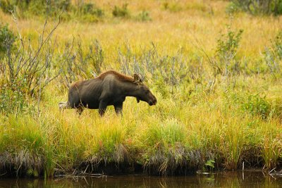 ICR2009_RMNP2209_BBYMOOSEDGE1PB.jpg