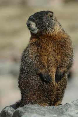 ICR2008_MTEV9809_MARMOT1PB.jpg