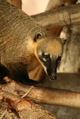 ICR2007_CoatiPB.jpg
