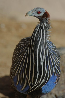 ICR2009_DZ5823_GUINEAFOWL1PB.jpg