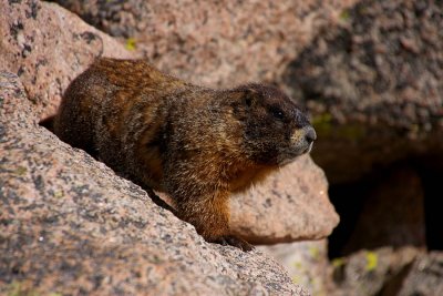 ICR2011_MTEV3497_MTEVMARMOT1PB.jpg