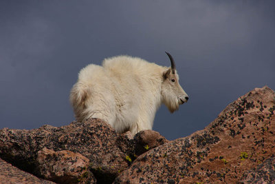 ICR2011_MTEV3564_SUMITGOAT1PB.jpg