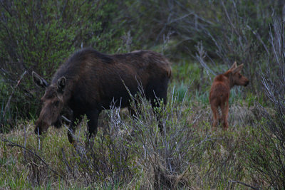 ICR2011_RMNP3984_MOOSNBABY1PB.jpg