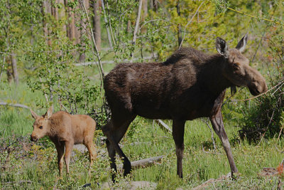 ICR2011_RMNP4456_BBYMOOSMOM1PB.jpg