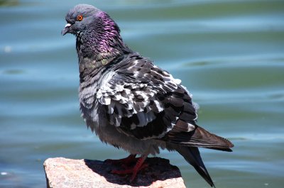 Other BIRDS in COLORADO