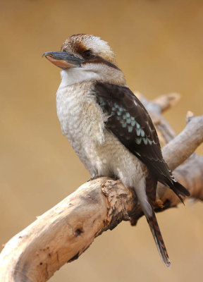 ICR2010_DZ0315_KOOKABURA1PB.jpg