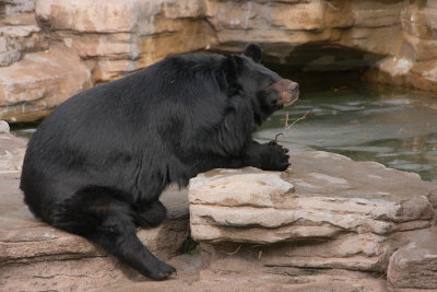 ASIATIC BEARS