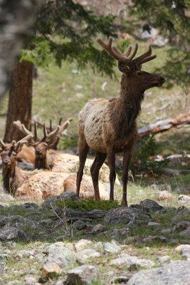 ICR2011_RMNP3286_SNOBULELK1PB.jpg