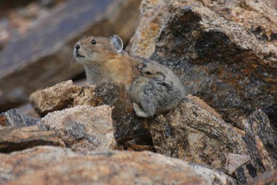 ICR2011_RMNP7500_PIKACAMOFLAJ1PB.jpg