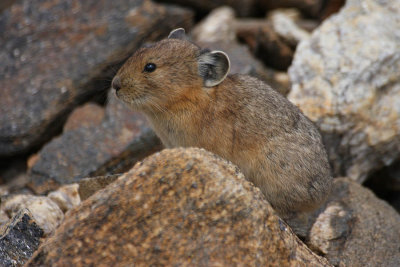 ICR2011_RMNP8552_ROCKPIKA1PB.jpg