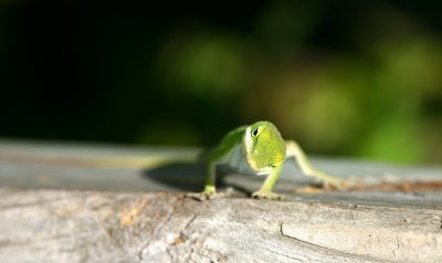 IMG8789_GreenAnoleHeadon.jpg