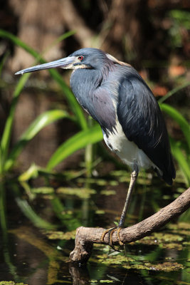 TRICOLORED HERONS