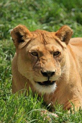 ICR2012_DZ6493_LIONESFACE6493PB.jpg