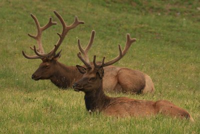 ICR2012_RMNP8144_2BULLELK1PB.jpg