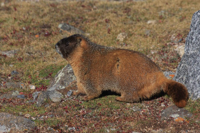 ICR2012_MTEV1148_MARMOTUNDRA1PB.jpg