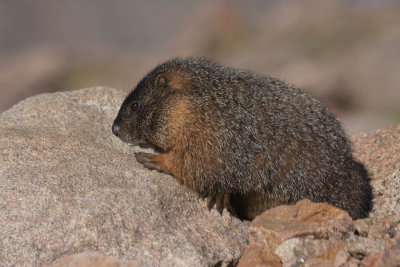 ICR2012_MTEV9444_MARMOT444PB.jpg