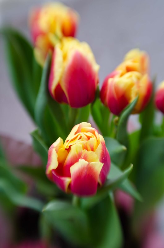 Lensbaby Tulips