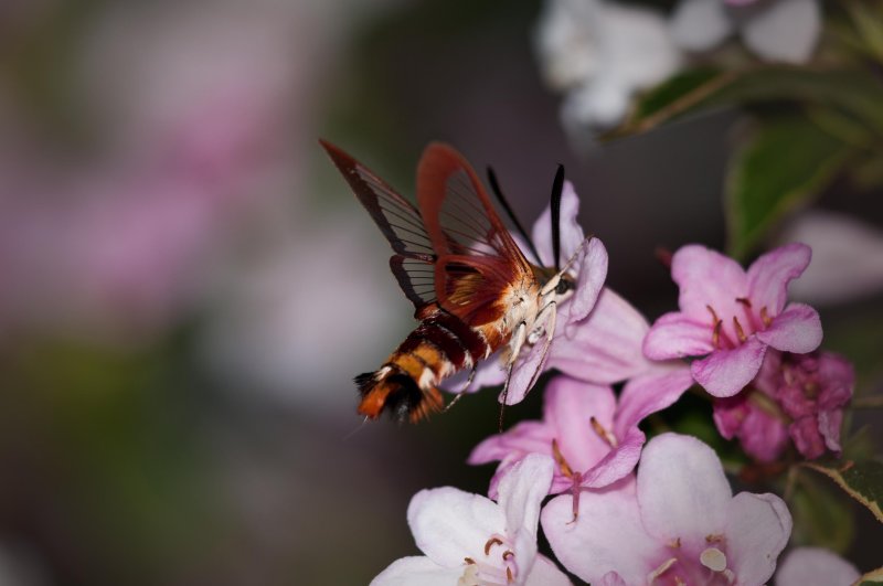 The hummingbird moths are back!