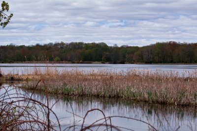 Hyper Humus -a marsh land wildlife refuge in northwest New Jersey