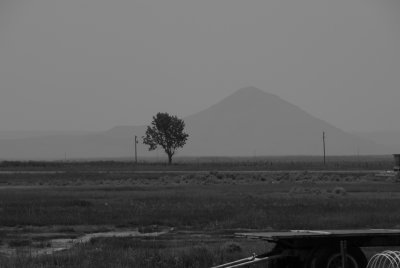 A black and white foggy morning