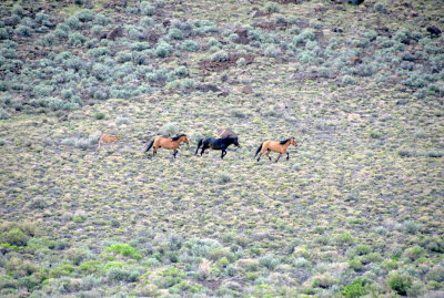 Wild Mustangs of Eastern Oregon