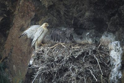 Gyrfalcon at the nest