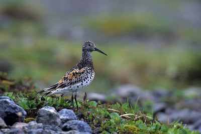 Grote kanoet / Great Knot