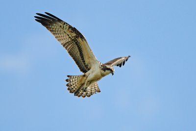 g4/02/872702/3/138167945.vuZ7hJJ0.jpg