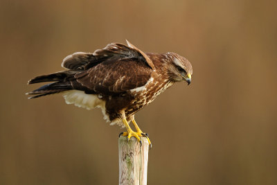 Buizerd