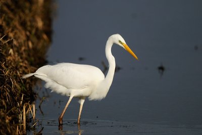 Grote zilverreiger