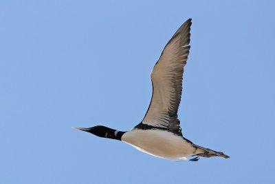 Geelsnavelduiker / White-billed diver