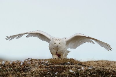 Sneeuwuil / Snowy Owl