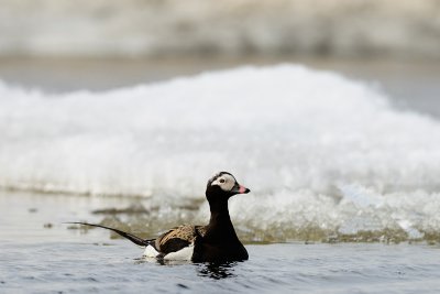 IJseend / Long-tailed duck