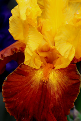 Iris Close-up