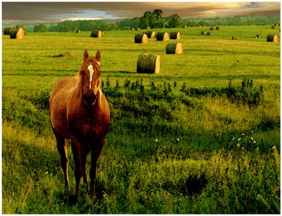 Horse In Hay Field
