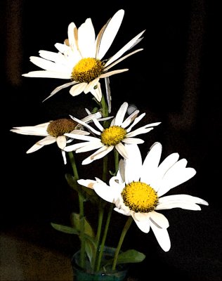 The Last of the Daisies