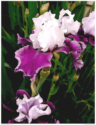 Lavendar White Iris