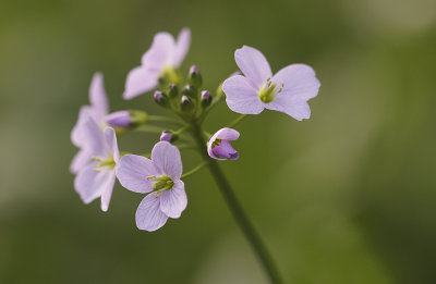 Pinksterbloem