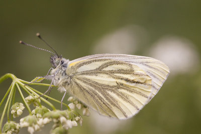 Klein geaderd witje
