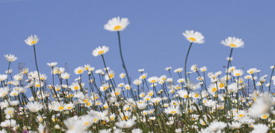 Margrieten