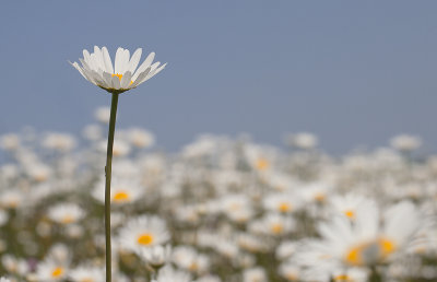 Margrieten